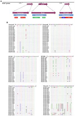 Molecular Typing and Rapid Identification of Human Adenoviruses Associated With Respiratory Diseases Using Universal PCR and Sequencing Primers for the Three Major Capsid Genes: Penton Base, Hexon, and Fiber